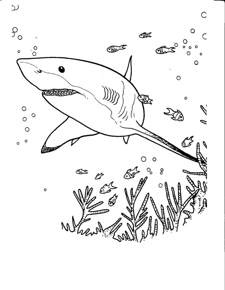 Coloriage De Requin À Colorier Pour Enfants – Coloriage De serapportantà Dessin De Requin À Imprimer