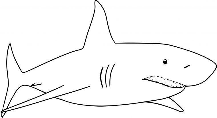 Coloriage De Requin À Imprimer Sur Coloriage De intérieur Dessin De Requin À Imprimer