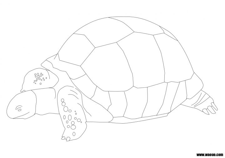 Coloriage D'une Tortue À Imprimer Et Colorier Gratuit serapportantà Dessin Tortue À Imprimer