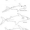 Coloriage En Ligne Requin Blanc à Coloriage Requin Blanc Imprimer