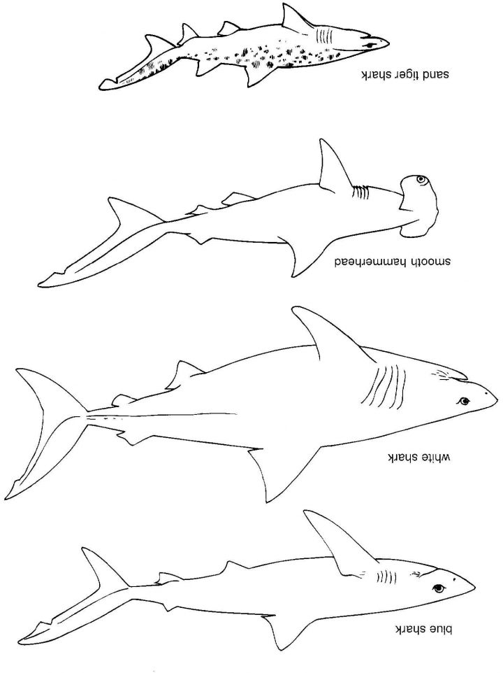 Coloriage En Ligne Requin Blanc à Coloriage Requin Blanc Imprimer