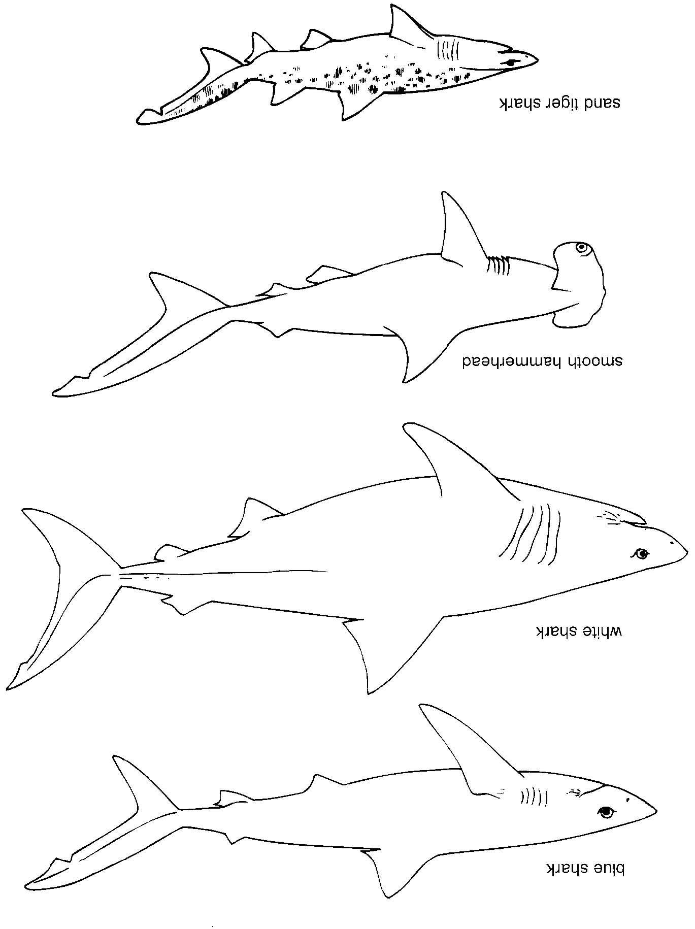 Coloriage En Ligne Requin Blanc à Coloriage Requin Blanc Imprimer