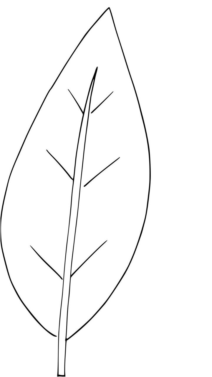 Coloriage Feuille Darbre A Imprimer Sur Coloriages avec Dessin De Feuille D Arbre À Imprimer