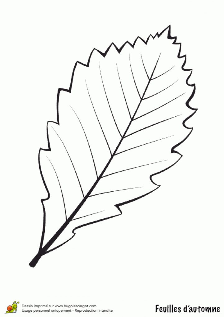 Coloriage Feuille De Bouleau En Automne destiné Dessin De Feuille D Arbre À Imprimer