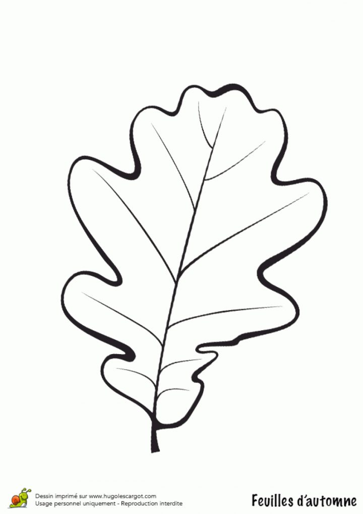 Coloriage Feuille De Chene En Automne encequiconcerne Dessin De Feuille D Arbre À Imprimer