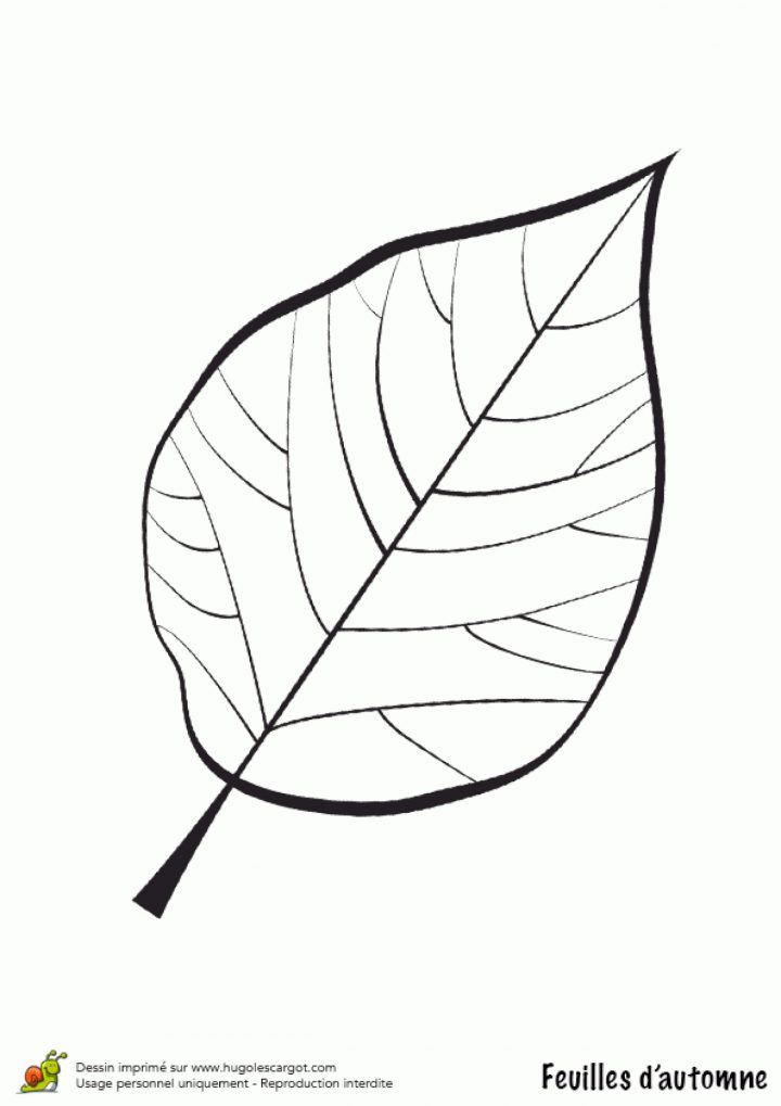 Coloriage Feuille De Noyer En Automne tout Dessin De Feuille D Arbre À Imprimer