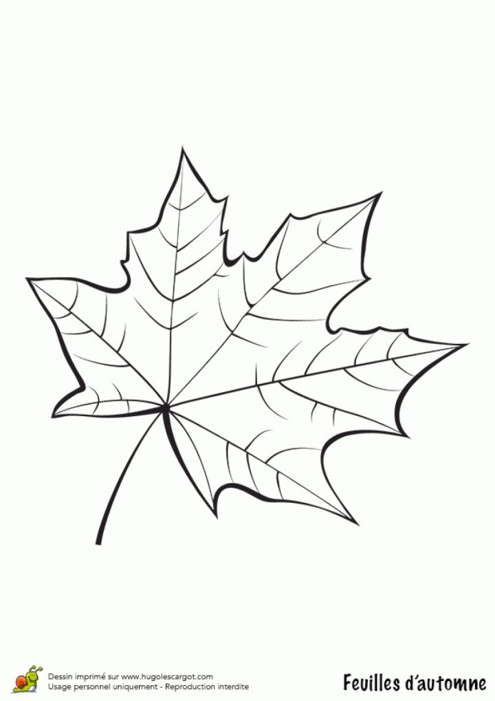 Coloriage Feuille De Platane En Automne destiné Dessin De Feuille D Automne