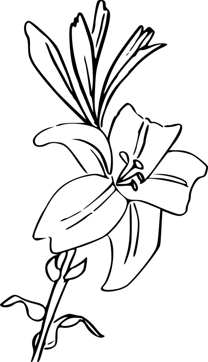 Coloriage Fleur Lys À Imprimer Sur Coloriages pour Dessin A Colorier De Fleur