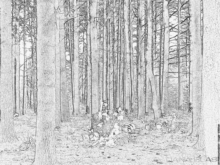 Coloriage Foret De Pins 20111109 À Imprimer Pour Les Enfants avec Dessin De Foret