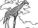 Coloriage Girafe En Ligne Gratuit À Imprimer serapportantà Jeux De Girafe Gratuit