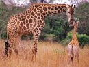 Coloriage Girafe Gratuit À Imprimer à Jeux De Girafe Gratuit
