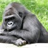 Coloriage Gorille À Colorier - Dessin À Imprimer | Gorille dedans Coloriage Gorille