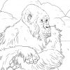 Coloriage - Gorille Des Montagnes | Coloriages À Imprimer encequiconcerne Coloriage Gorille