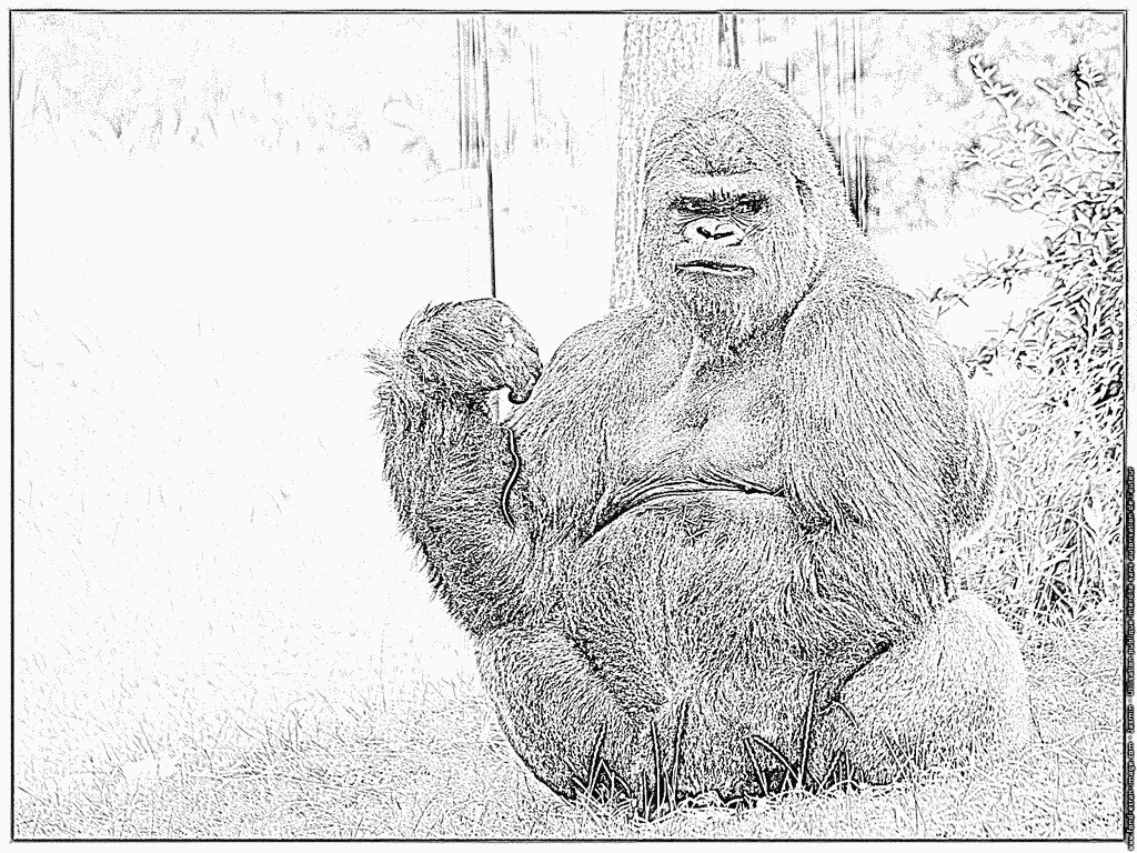 Coloriage Gorille Dos Argente 0566 Hf À Imprimer Pour Les pour Coloriage Gorille