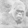 Coloriage Gorille P1210694 À Imprimer Pour Les Enfants - Dessin pour Coloriage Gorille
