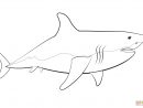 Coloriage - Grand Requin Blanc | Coloriages À Imprimer Gratuits intérieur Dessin De Requin À Imprimer