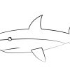 Coloriage - Grand Requin Blanc | Coloriages À Imprimer Gratuits pour Coloriage Requin Blanc Imprimer