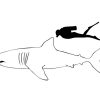Coloriage - Grand Requin Blanc Comparé À Un Homme avec Coloriage Requin Blanc Imprimer