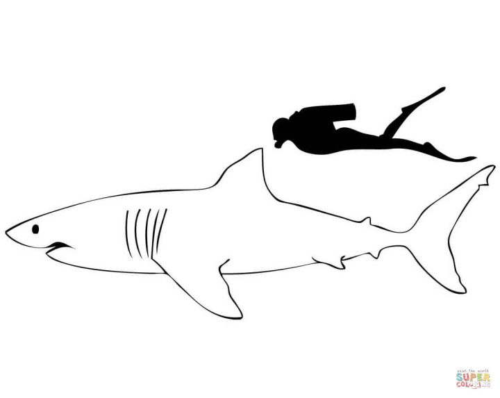 Coloriage – Grand Requin Blanc Comparé À Un Homme avec Coloriage Requin Blanc Imprimer