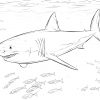 Coloriage - Grand Requin Blanc Et Poissons-Pilotes dedans Coloriage Requin Blanc Imprimer