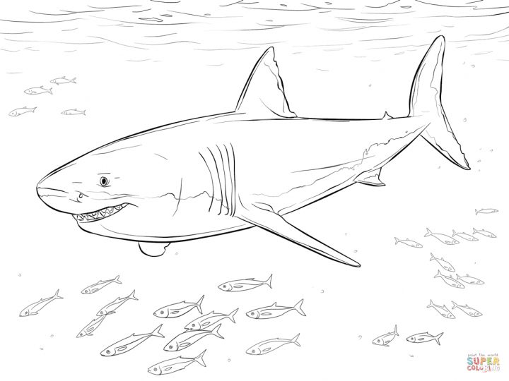 Coloriage – Grand Requin Blanc Et Poissons-Pilotes dedans Coloriage Requin Blanc Imprimer