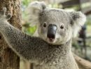 Coloriage Gratuit Koala À Imprimer - Un Max D'idées dedans Image A Colorier Gratuit A Imprimer