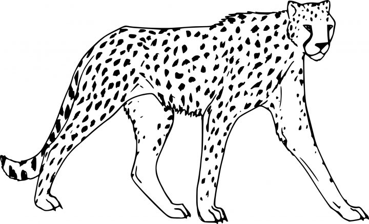 Coloriage Guepard À Imprimer Sur Coloriages dedans Guépard Dessin