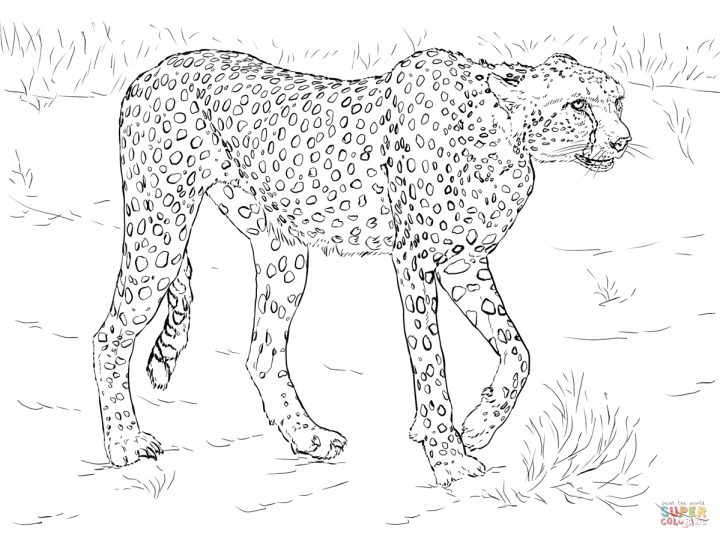 Coloriage – Guépard | Coloriages À Imprimer Gratuits destiné Guépard Dessin