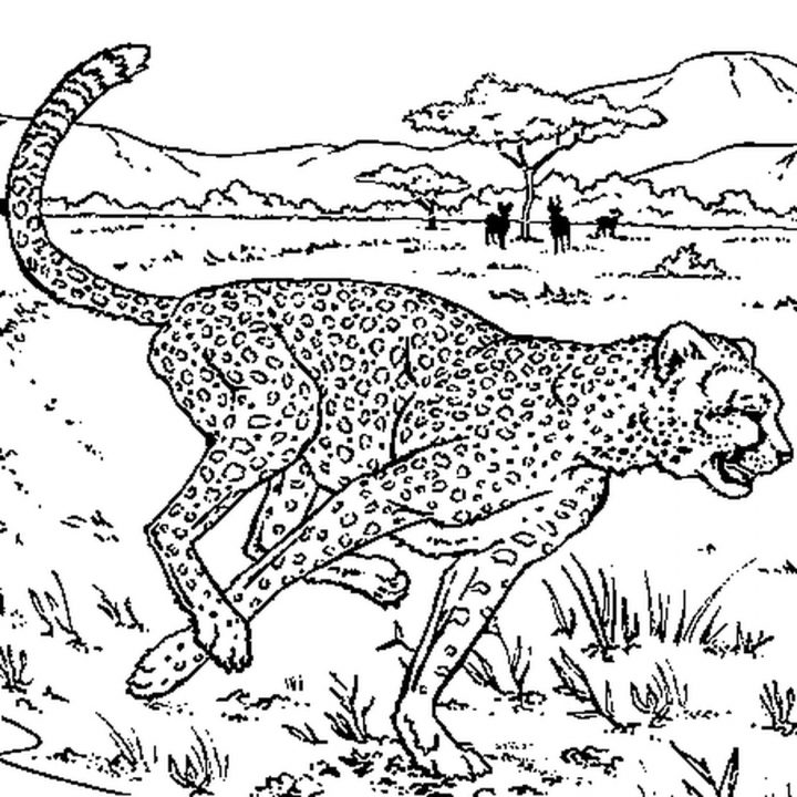 Coloriage Guépard En Course En Ligne Gratuit À Imprimer tout Guépard Dessin