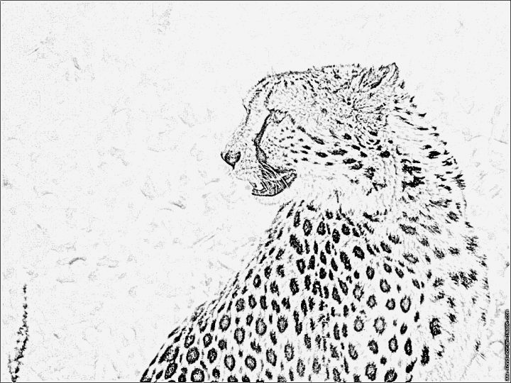 Coloriage Guepard Et Dessin Imprimer – Coloriages Gratuits destiné Guépard Dessin