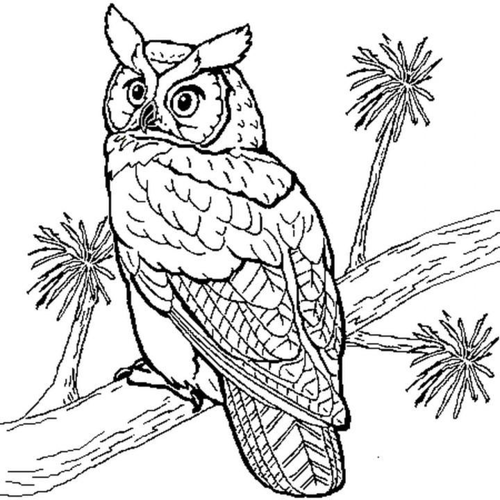 Coloriage Hibou En Ligne Gratuit À Imprimer à Dessin Hibou Facile