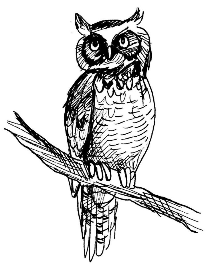 Coloriage Hibou – Les Beaux Dessins De Animaux À Imprimer Et pour Hibou A Imprimer