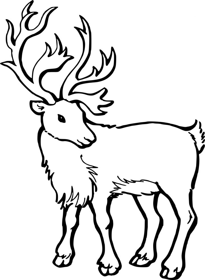 Coloriage Jeune Caribou À Imprimer Sur Coloriages à Caribou Dessin