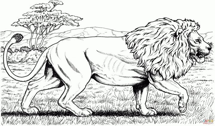 Coloriage – Lion D'afrique Qui Marche | Coloriages À intérieur Coloriage Afrique À Imprimer