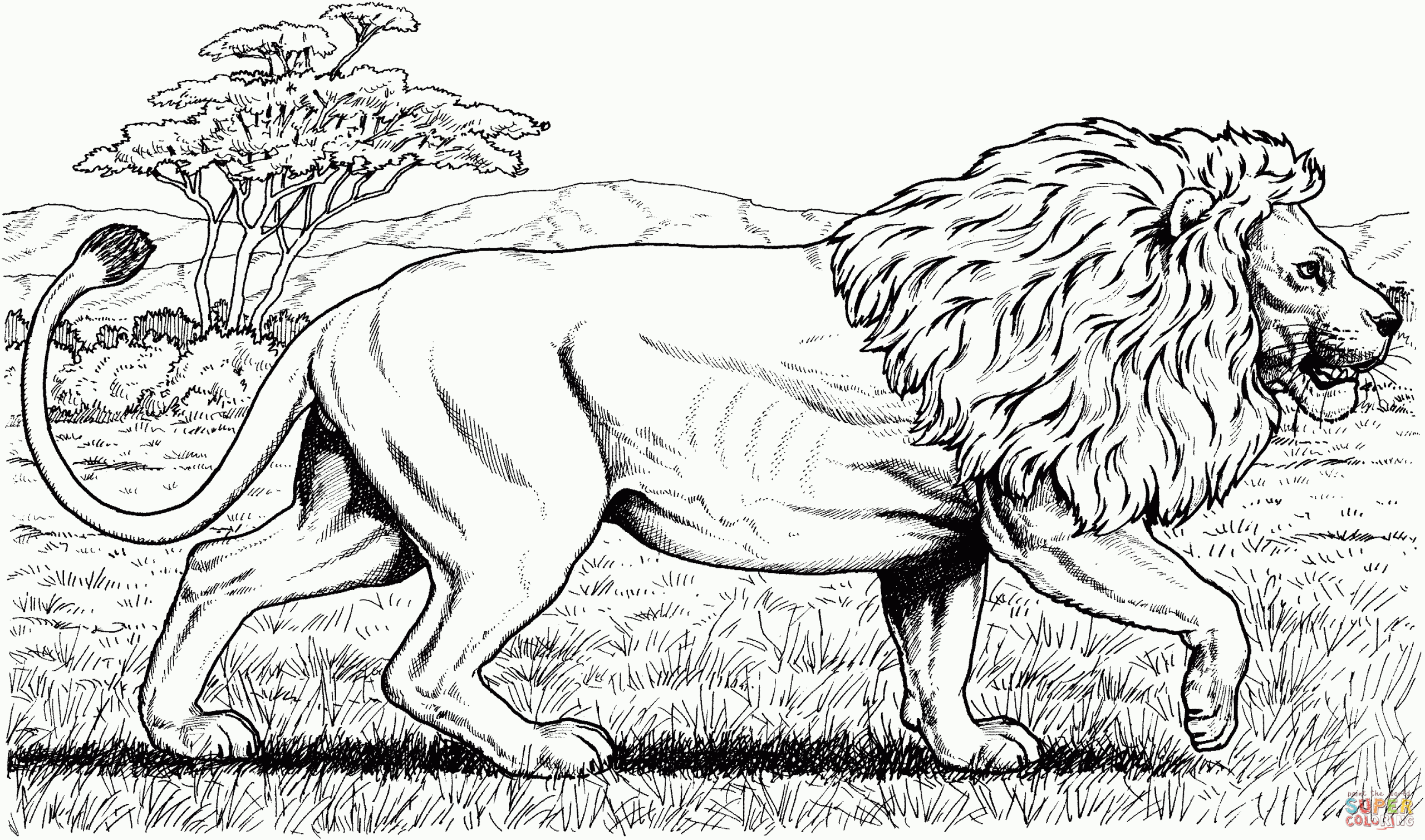 Coloriage - Lion D'afrique Qui Marche | Coloriages À intérieur Coloriage Afrique À Imprimer