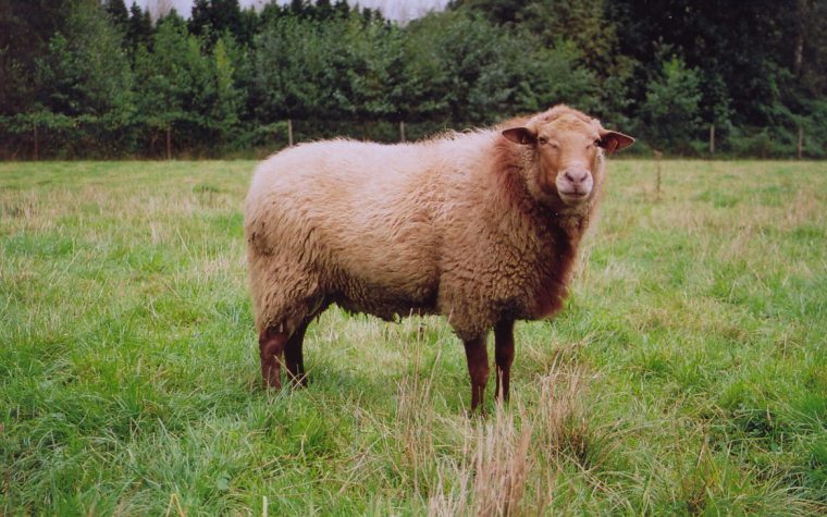 Coloriage Mouton À Imprimer à Photo De Mouton A Imprimer