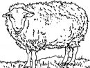 Coloriage Mouton En Ligne Gratuit À Imprimer tout Photo De Mouton A Imprimer