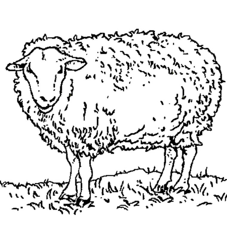 Coloriage Mouton En Ligne Gratuit À Imprimer tout Photo De Mouton A Imprimer