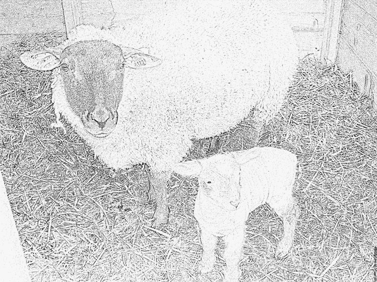 Coloriage Mouton Et Bb À Imprimer Pour Les Enfants – Dessin à Photo De Mouton A Imprimer