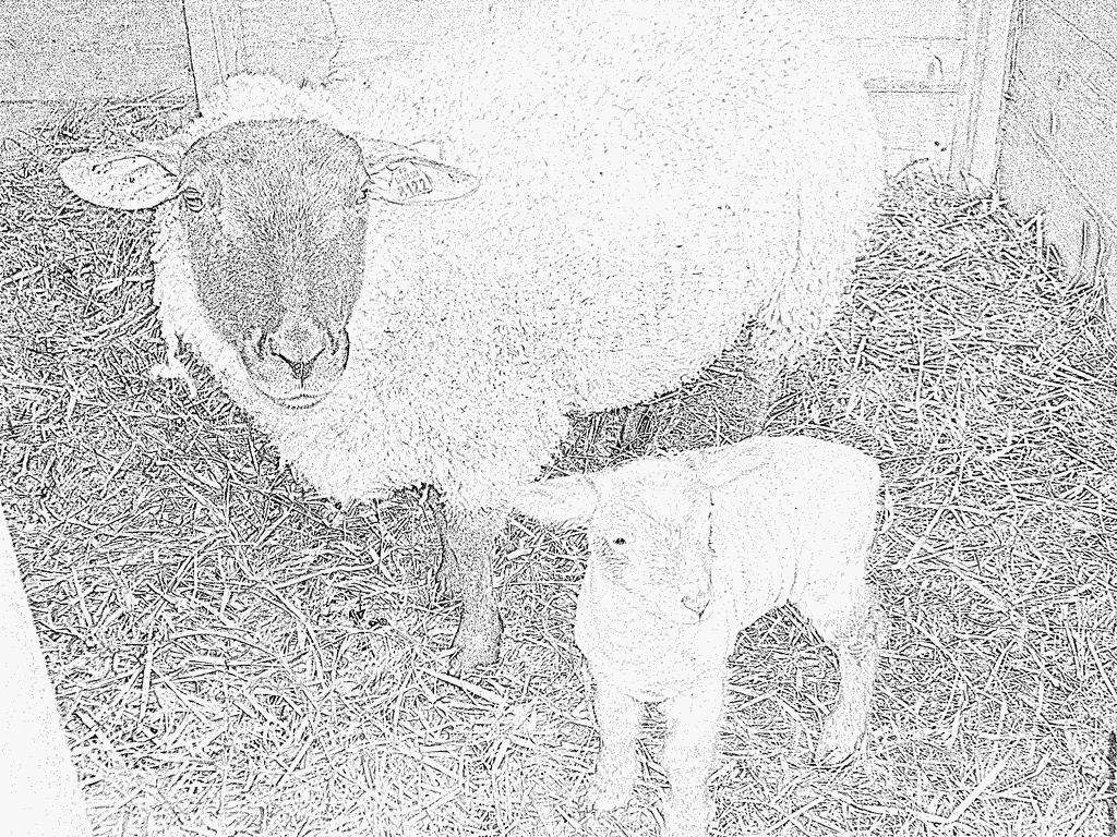 Coloriage Mouton Et Bb À Imprimer Pour Les Enfants - Dessin à Photo De Mouton A Imprimer