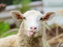 Coloriage Mouton Sur Hugolescargot pour Photo De Mouton A Imprimer