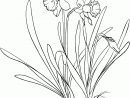 Coloriage - Narcissus Pseudonarcissus Ou Narcisse Trompette dedans Trompette À Colorier