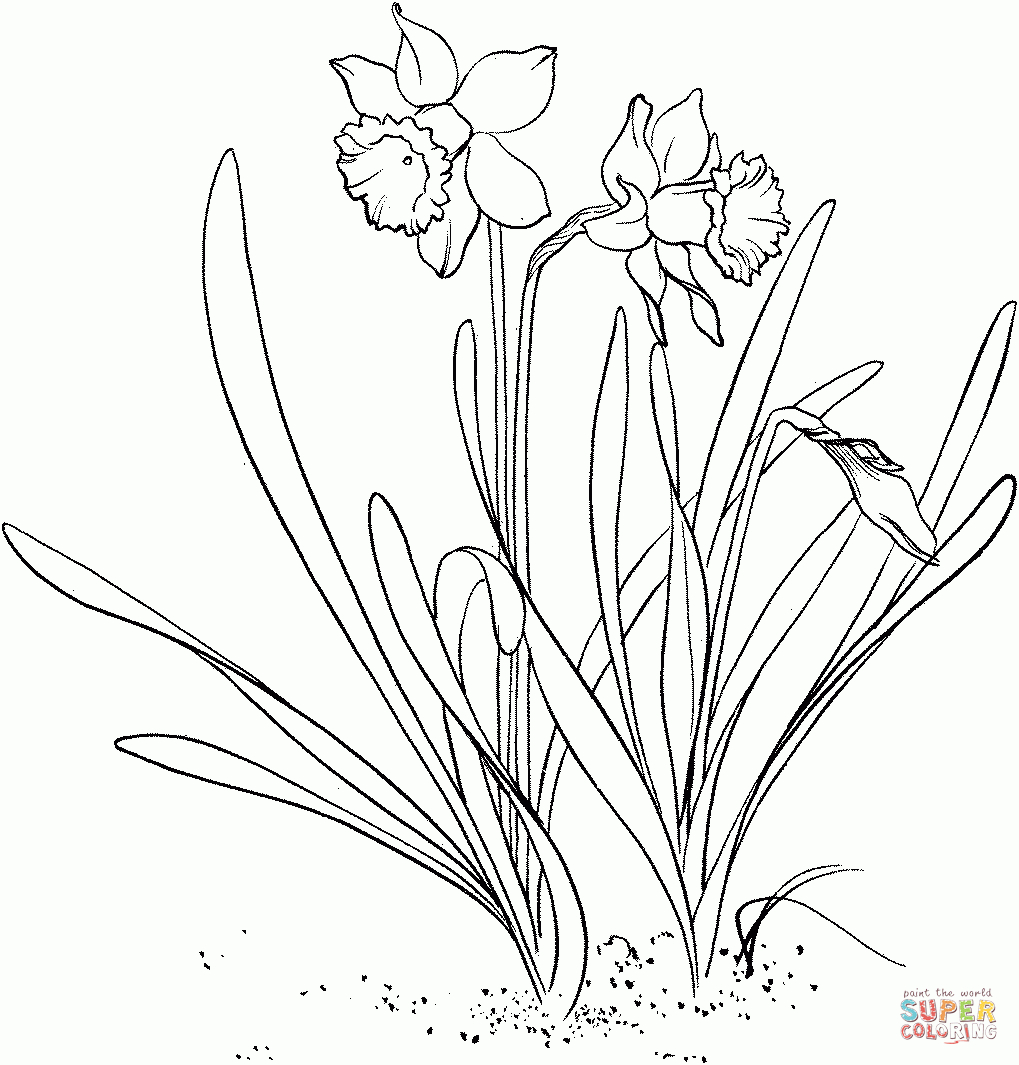 Coloriage - Narcissus Pseudonarcissus Ou Narcisse Trompette dedans Trompette À Colorier