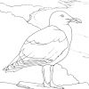 Coloriage Oiseau De Mer Goéland Argenté concernant Coloriage Sur La Mer À Imprimer