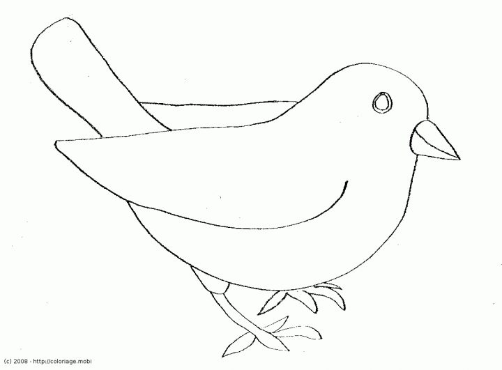 Coloriage – Oiseau : Moineau tout Dessin D Oiseau Simple