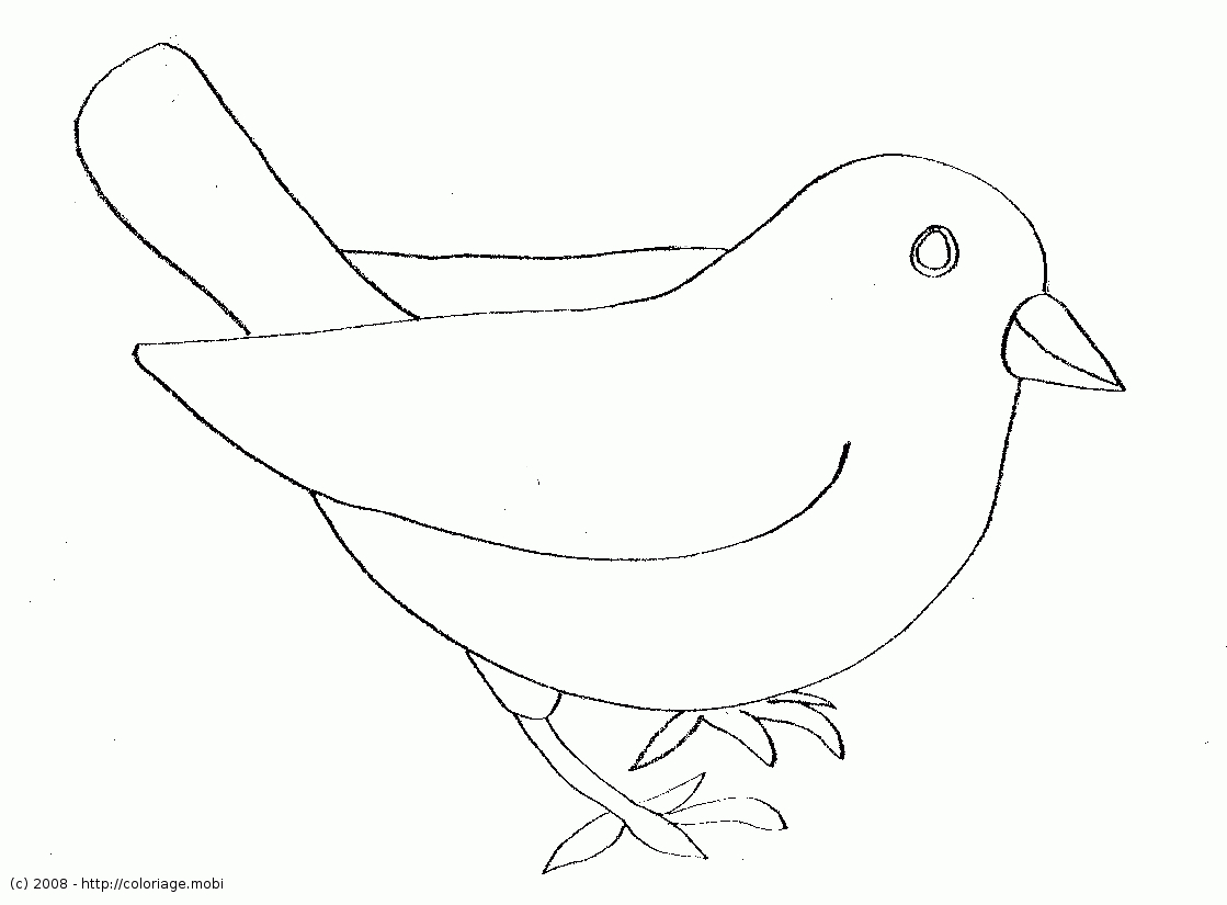 Coloriage - Oiseau : Moineau tout Dessin D Oiseau Simple 