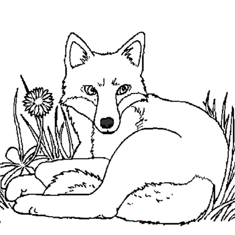 Coloriage Renard Couché Dans L'herbe En Ligne Gratuit À Imprimer tout Jeux De Renard Gratuit