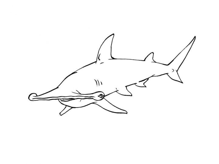 Coloriage Requin 10 – Coloriage Requins – Coloriages Animaux destiné Coloriage Requin À Imprimer