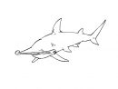 Coloriage Requin 10 - Coloriage Requins - Coloriages Animaux destiné Dessin De Requin À Imprimer
