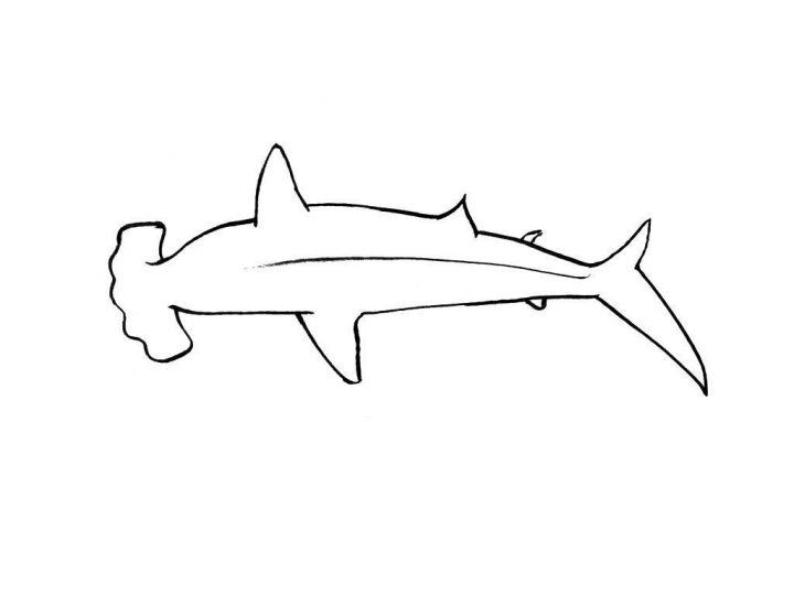 Coloriage Requin 15 – Coloriage Requins – Coloriages Animaux encequiconcerne Coloriage Requin Blanc Imprimer